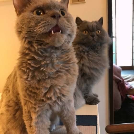 FIKAくん セルカークレックス