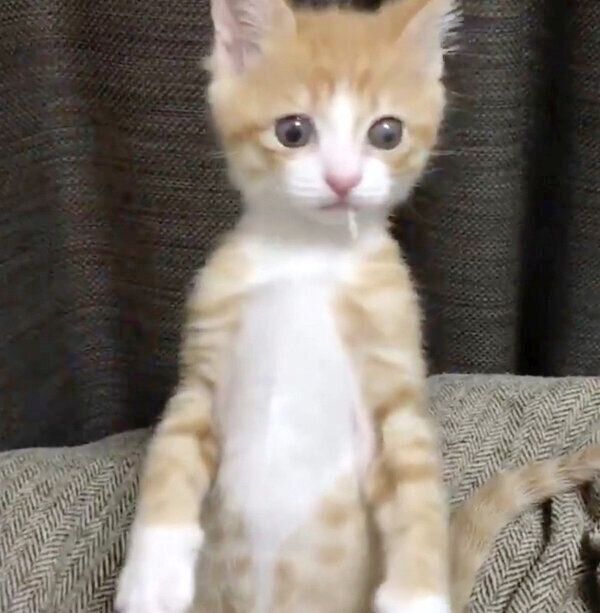 テイッシュでイタズラをしたいなりくん