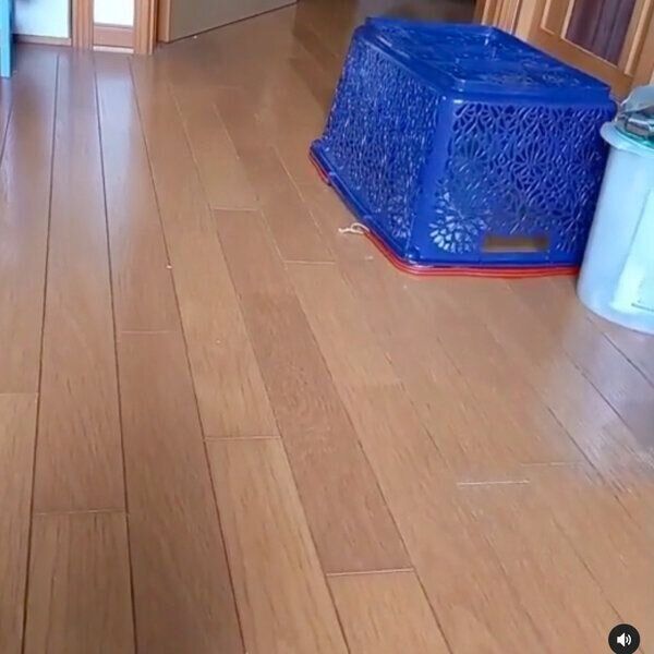 カゴに入るグレコちゃん