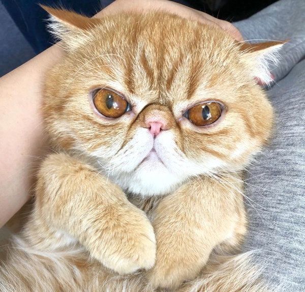 まんまるお目めのノアちゃん