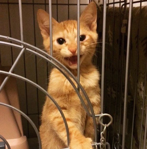 しなとらちゃん