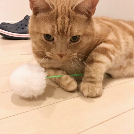 アメリカンショートヘアのペイくん