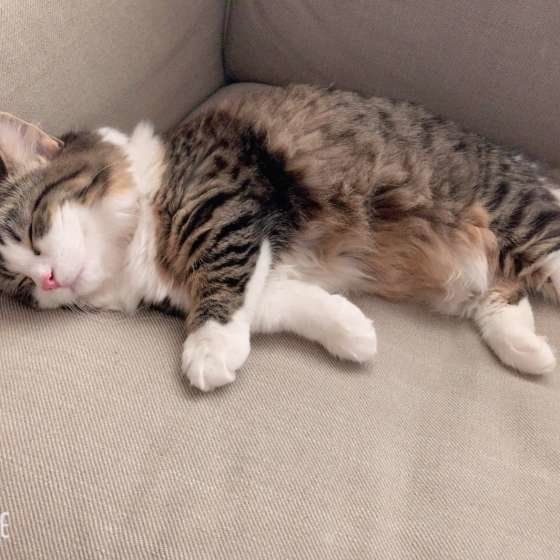 眠るマンチカン