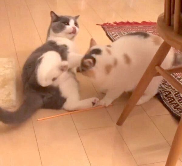 「もじもじウォーク」をするドラ千代くんを襲撃するねね子ちゃん