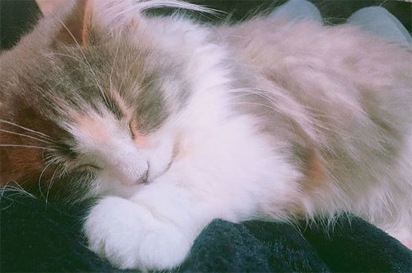 眠る猫