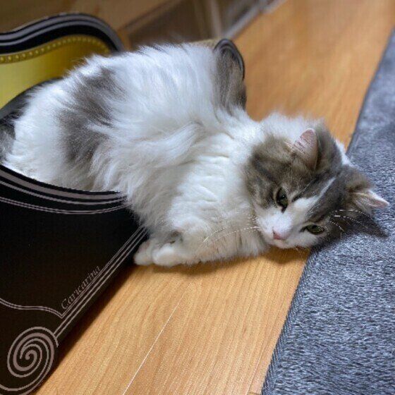 マンチカンのすばるちゃん