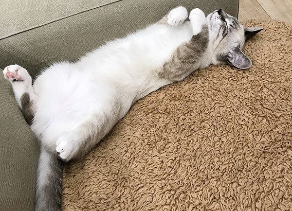 寝転ぶ猫