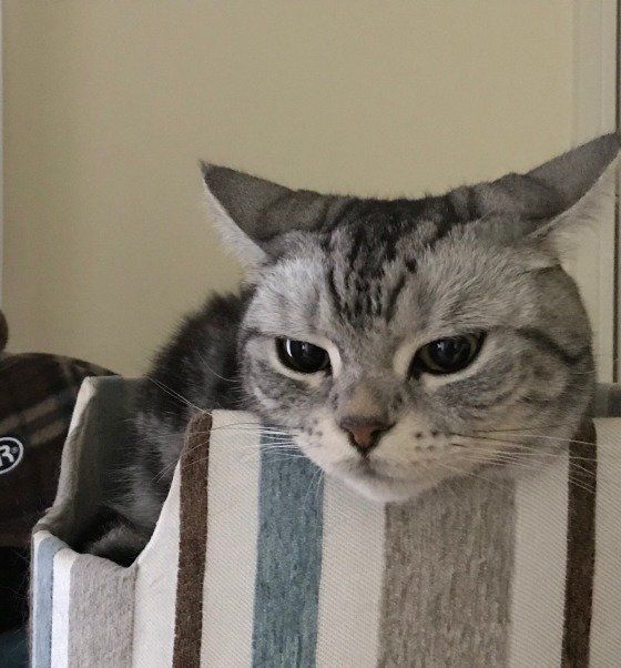 そらちゃんのイカ耳