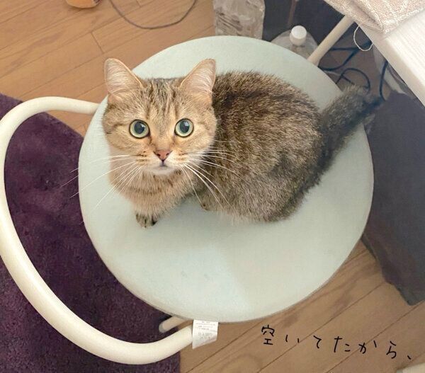 飼い主さんのイスを乗っ取るきなこちゃん