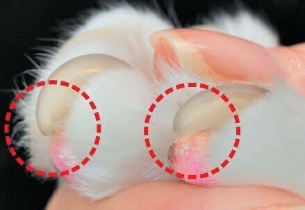 猫の巻き爪の様子