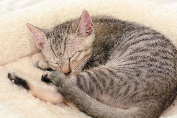 アンモニャイト