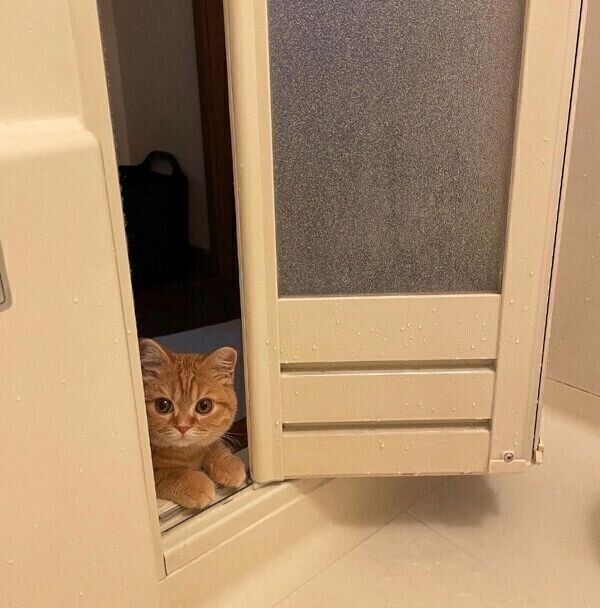 お風呂中の飼い主さんを見つめるえだまめくん