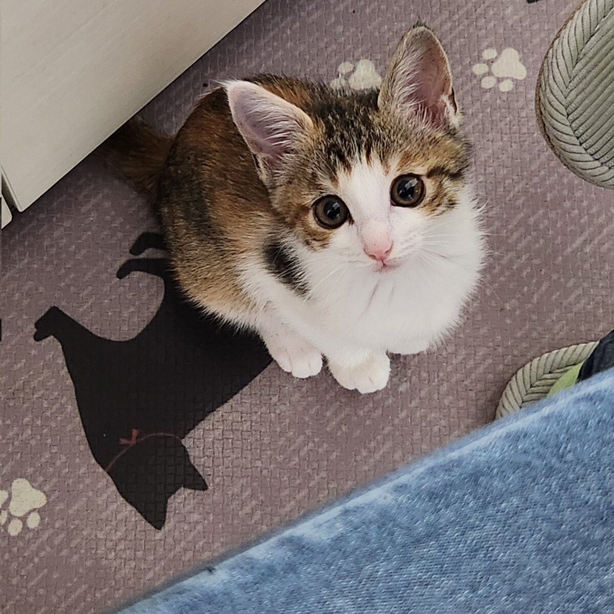 飼い主さんを見上げるとろちゃん