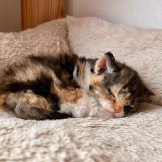 セルカークレックスの晴ちゃん