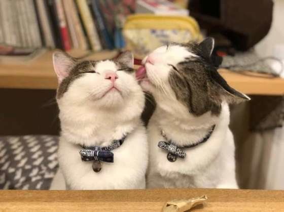 毛づくろいするサバトラ