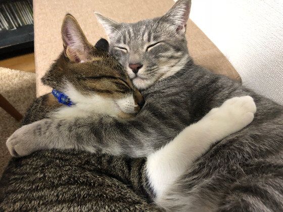 抱き合う猫