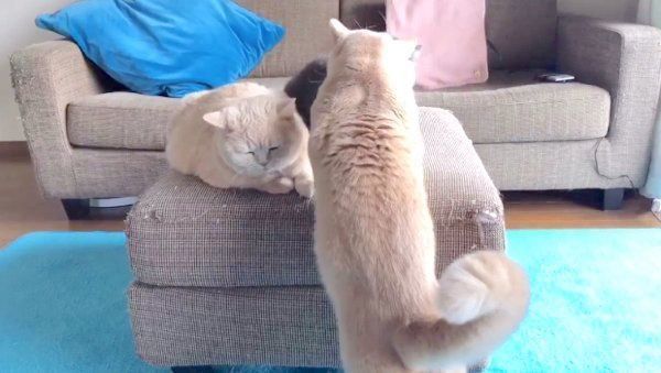 ヤキモチを焼くブリティッシュショートヘア