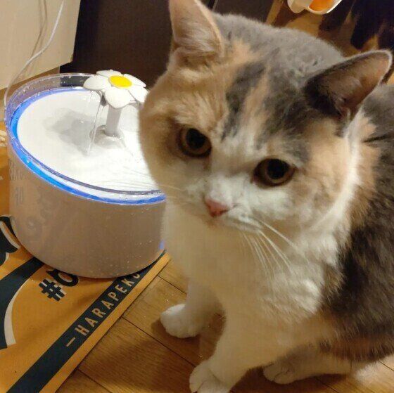 給水器とりりちゃん
