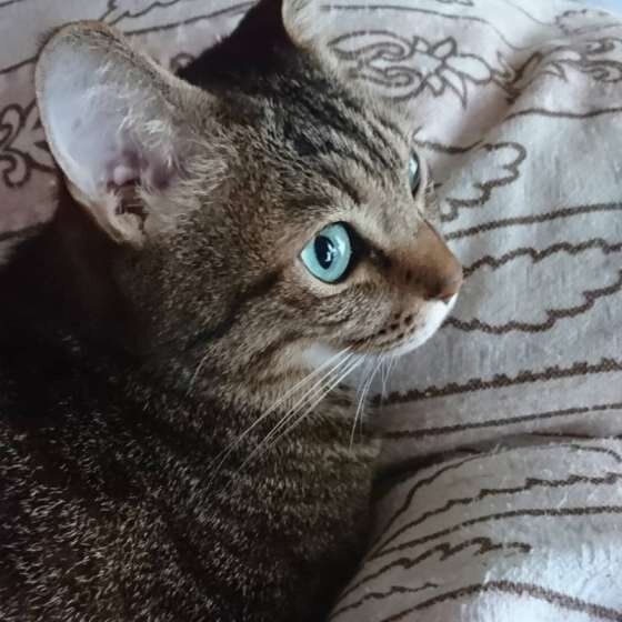 MIXキジトラのMahaloくん