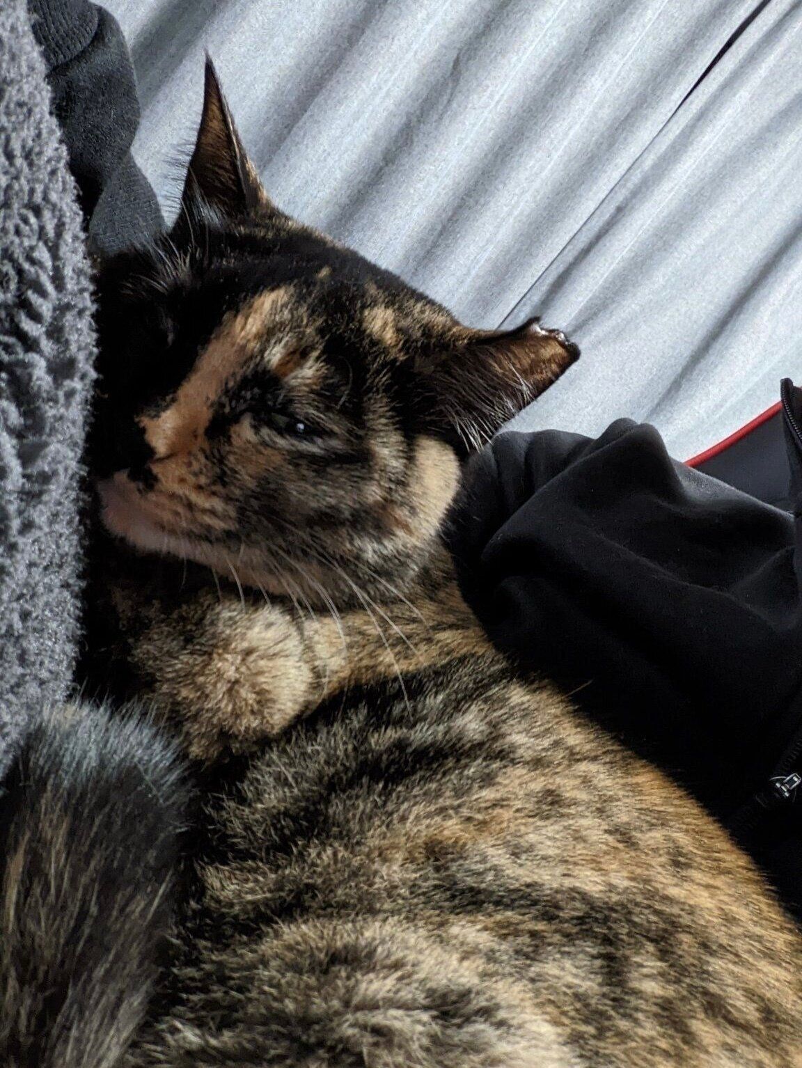 飼い主さんの腕の中でウトウトするめいめいちゃん