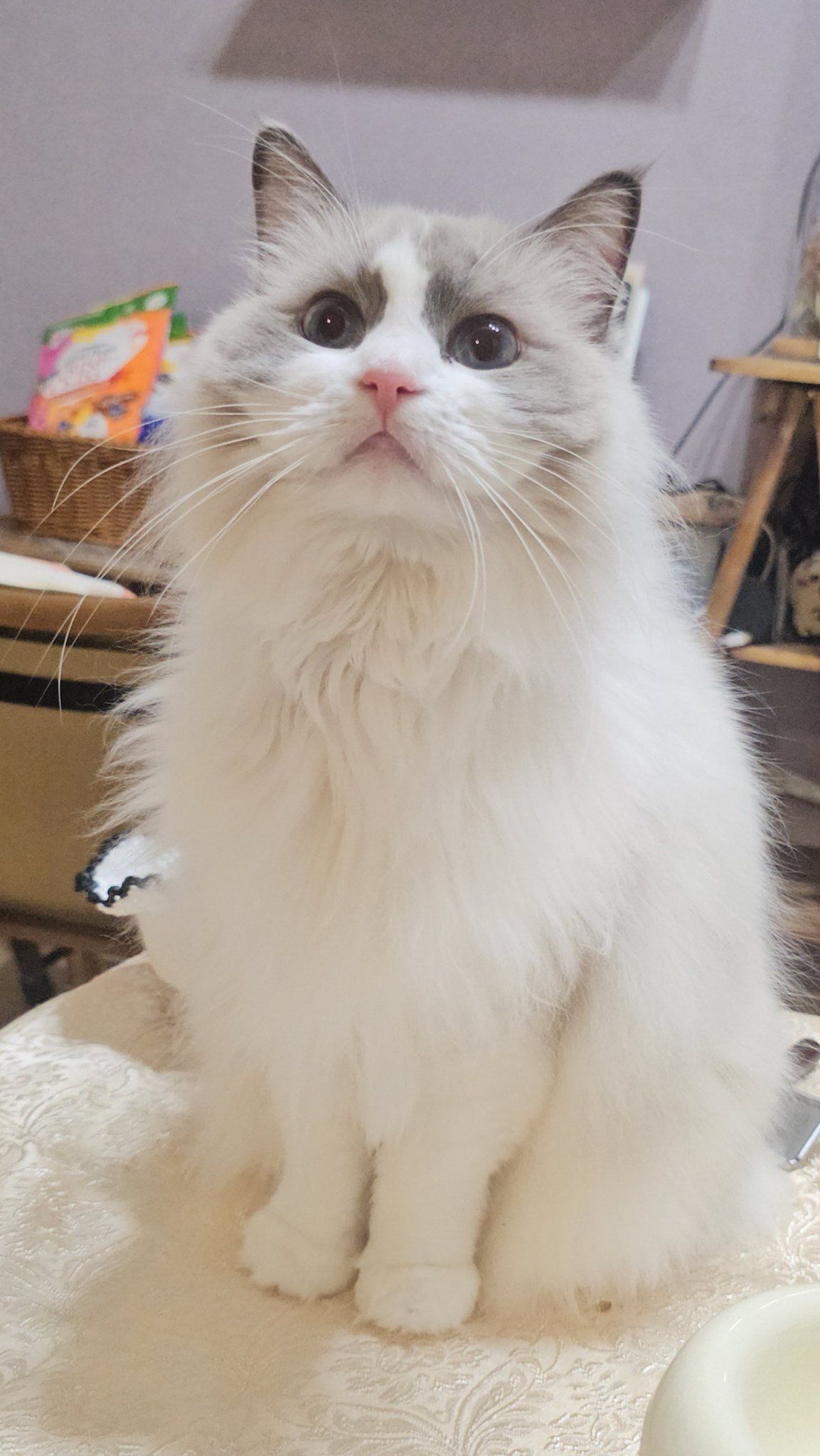 見つめるラグドール