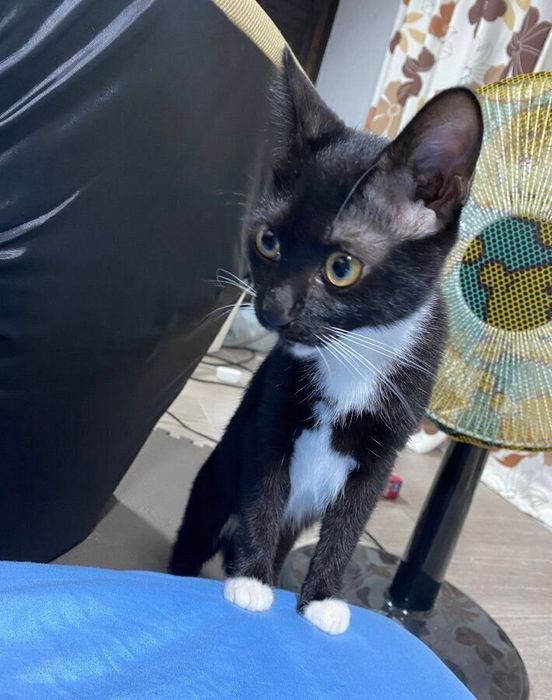 飼い主さん宅に引き取られたときのゆずちゃん 生後4カ月ほどだったそう