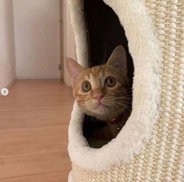 見つめるきーすけちゃん