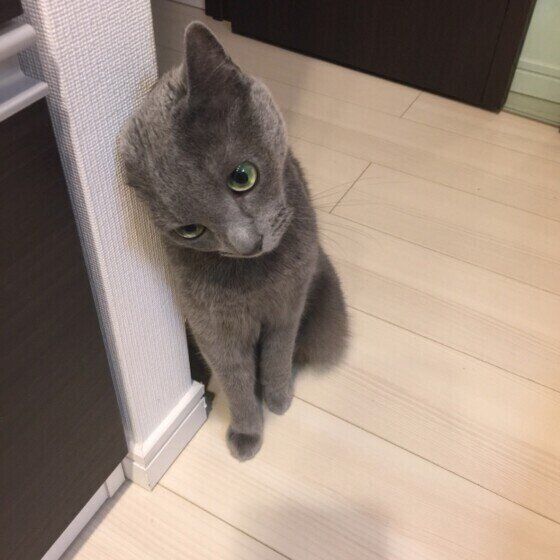 スリスリするロシアンブルー