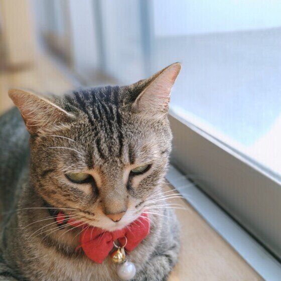 窓辺のむぎちゃん（MIX）