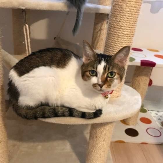 見つめるキジトラ