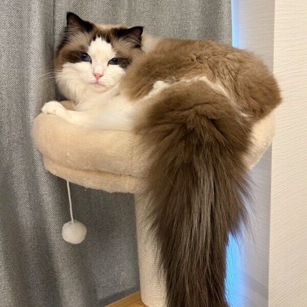 キャットタワーでくつろぐラグくん