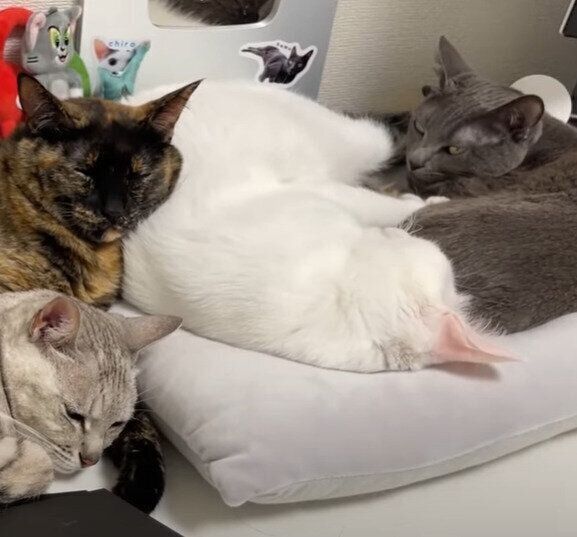 かわいすぎる猫団子♡