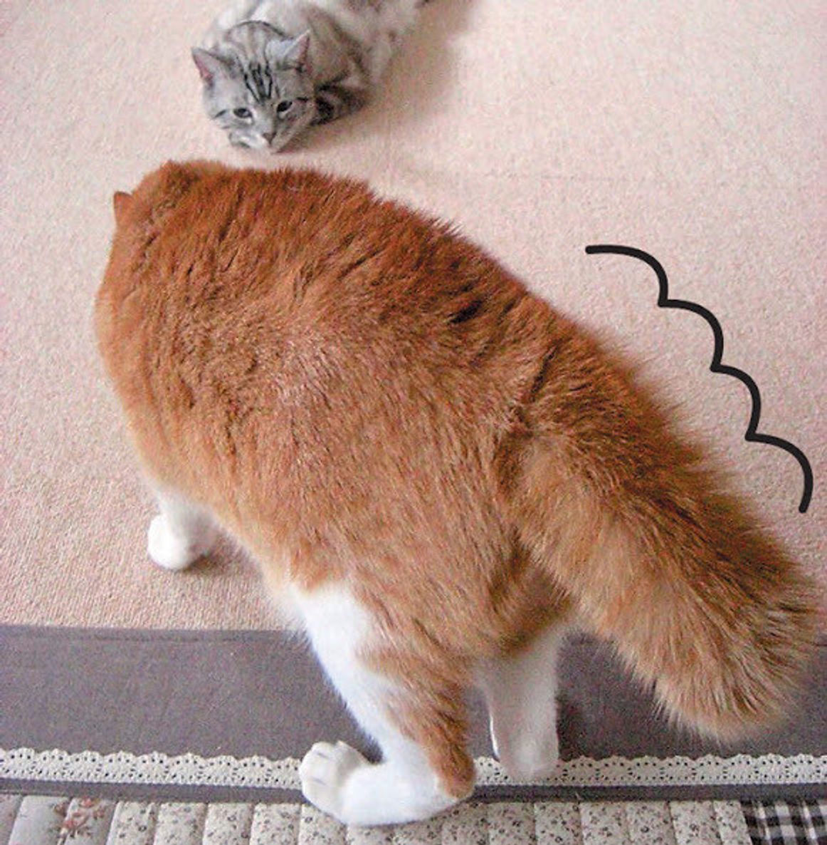 画像いっぱい 猫の気持ちがまるわかり かわいい写真の撮り方も ねこのきもちweb Magazine 画像いっぱい 猫の気持ちがまるわかり かわいい写真の撮り方も ねこのきもちweb Magazine