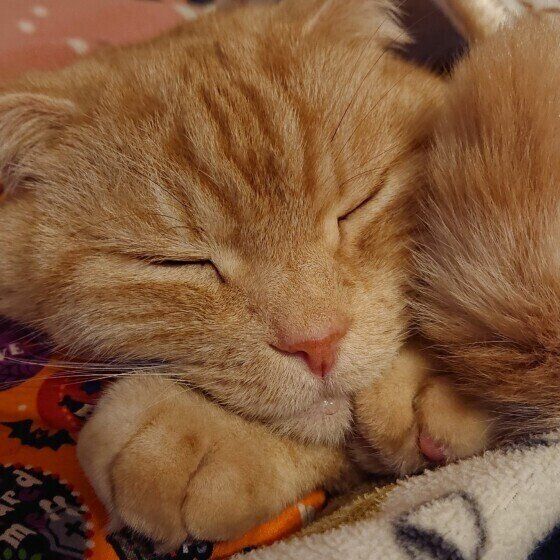 スコティッシュフォールドの桃太郎くん