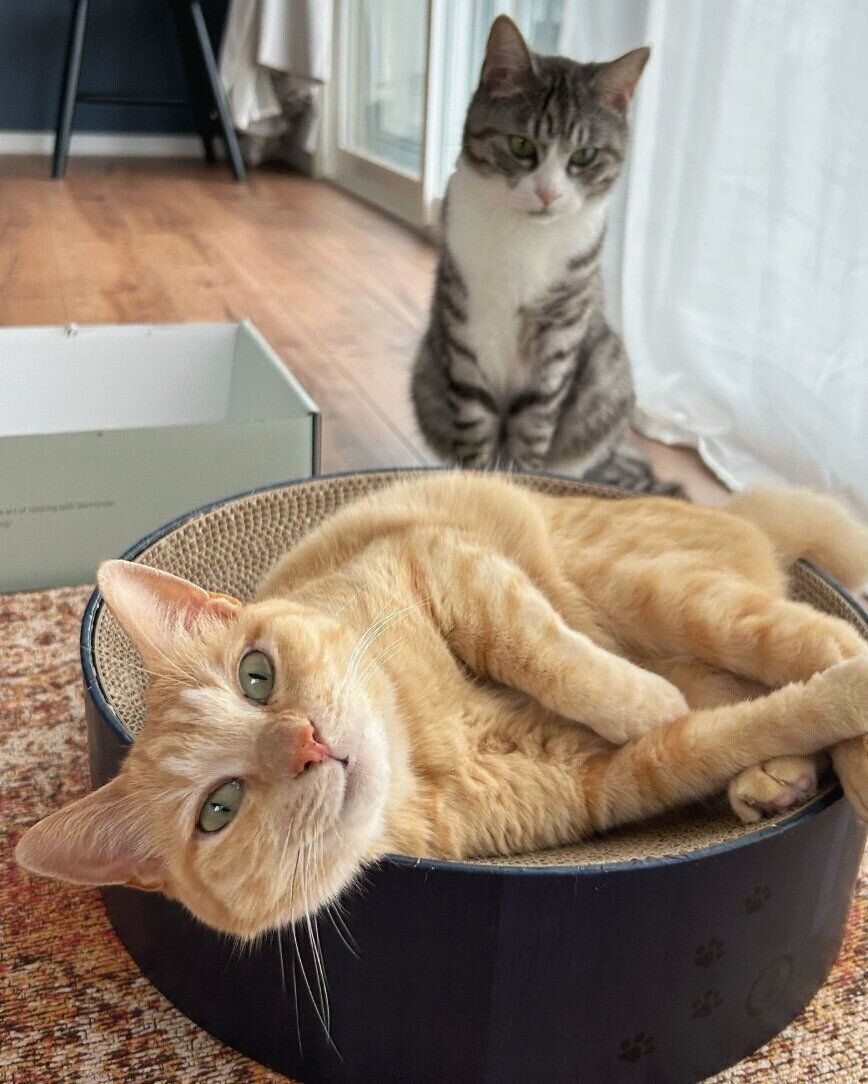 まったりするもいわちゃんと、その様子を見つめるいぶきくん