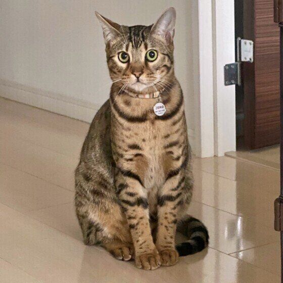 見つめるベンガル