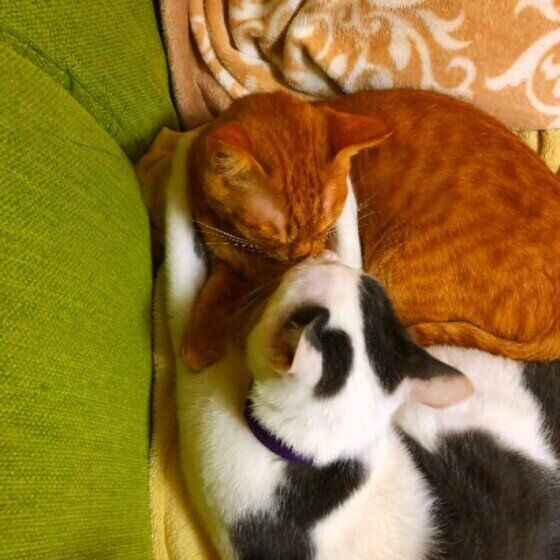 MIX　黒×白　鼻チュー