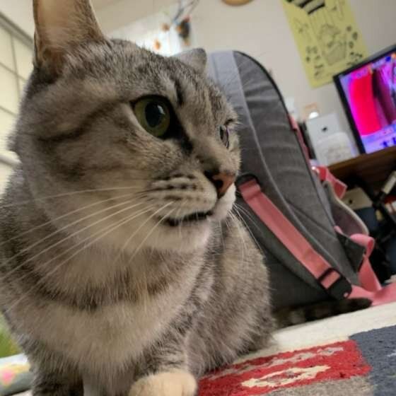 MIXサバトラのおはぎちゃん