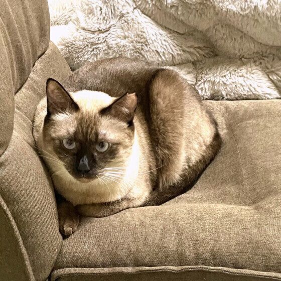 シャムの小春ちゃん♪