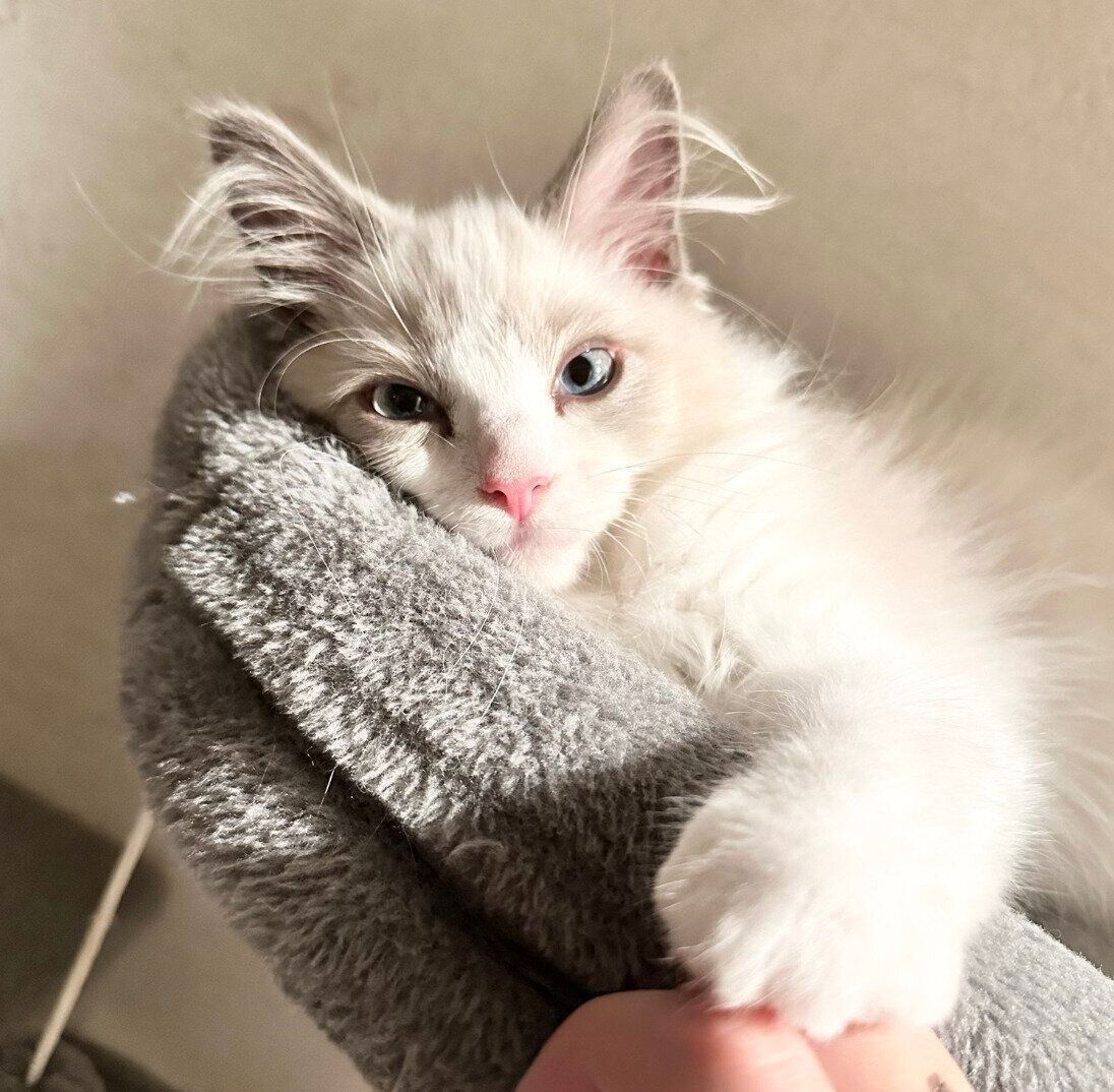 飼い主さんと握手するはんぺんくん