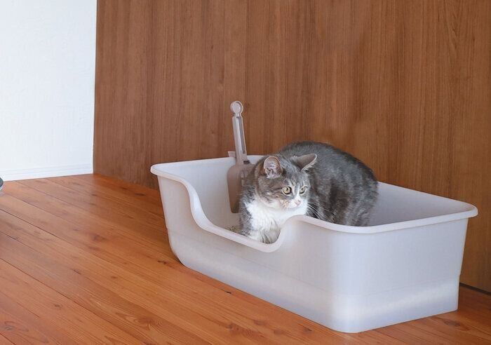 トイレに入る猫