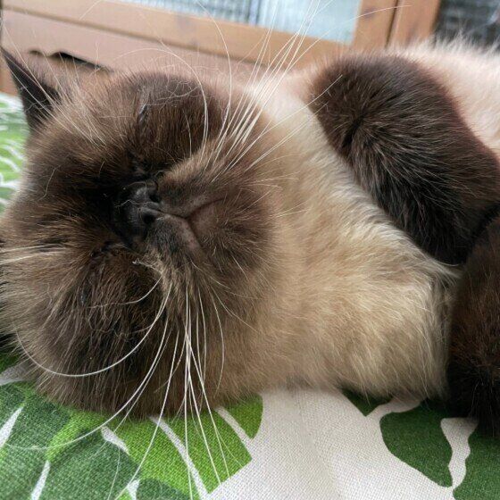 エキゾチックショートヘア