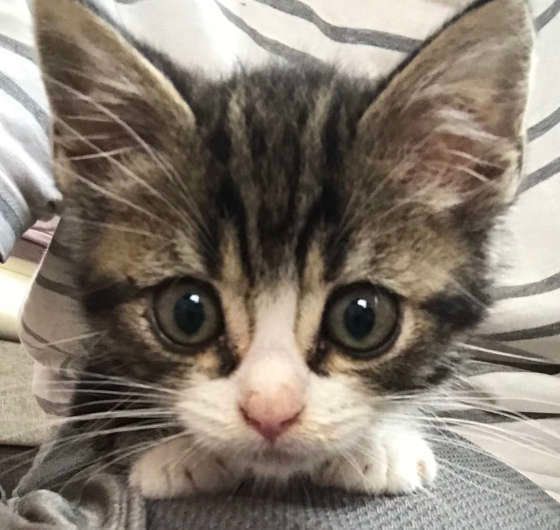 見つめてくる猫