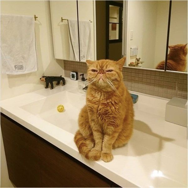 何か言いたげニャンコ