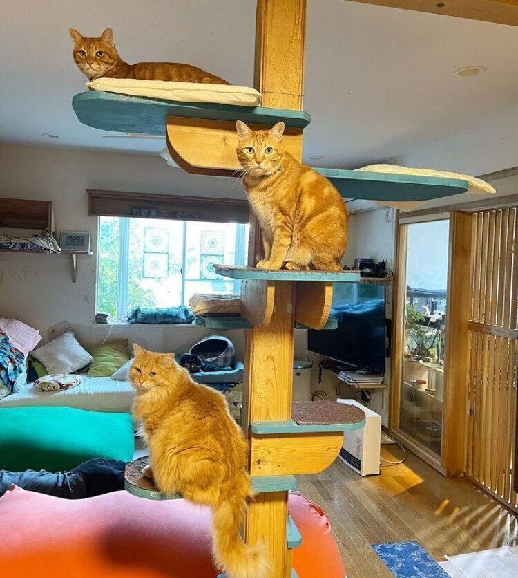 猫がなる木のような猫タワー