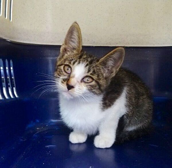 保護当時のごんぞうくん