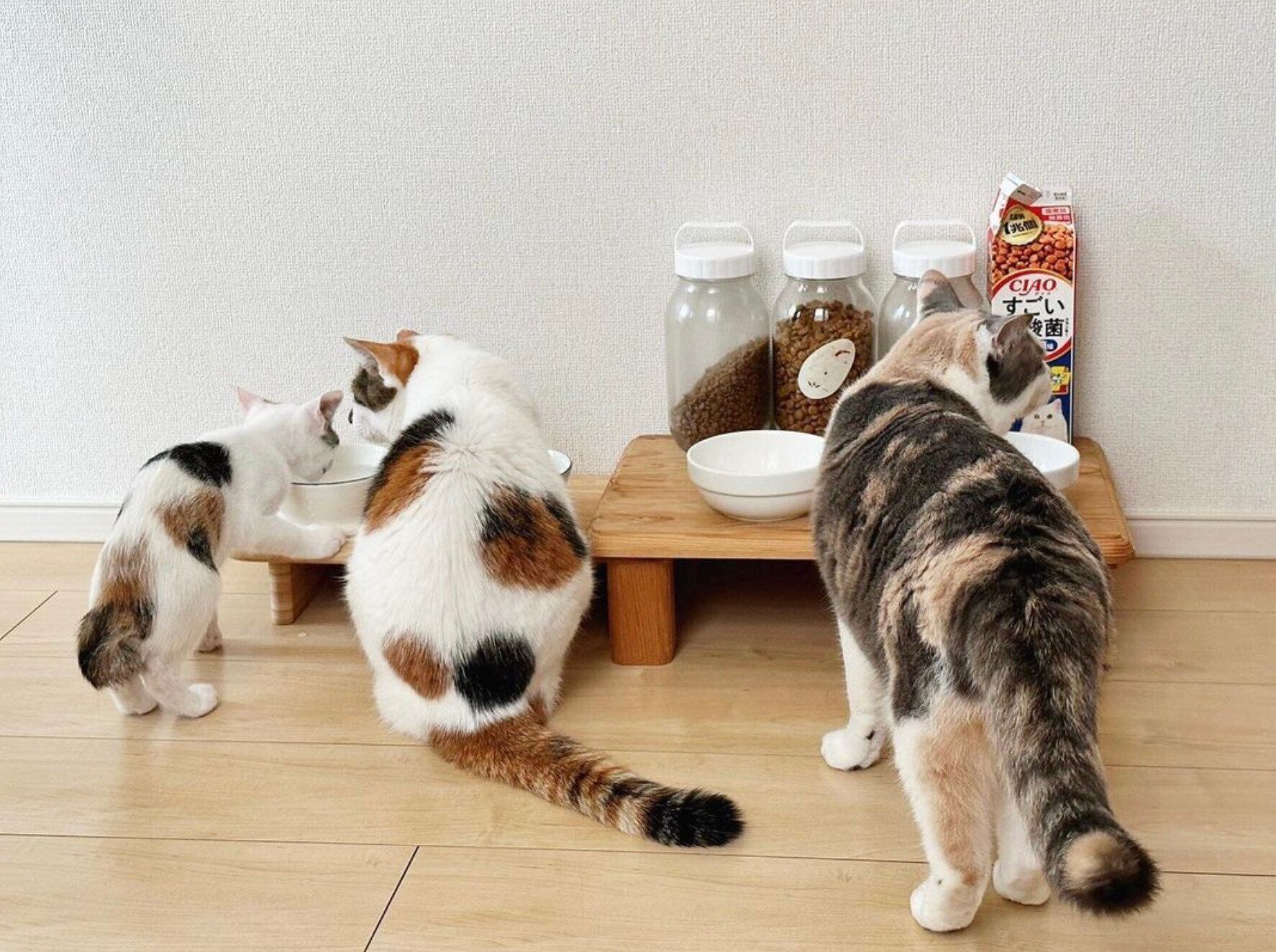 ごはん台の前に並ぶみづきちゃん、ゆきちゃん、すみれちゃん