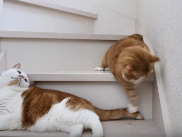 息子のしっぽで遊ぶパパ猫