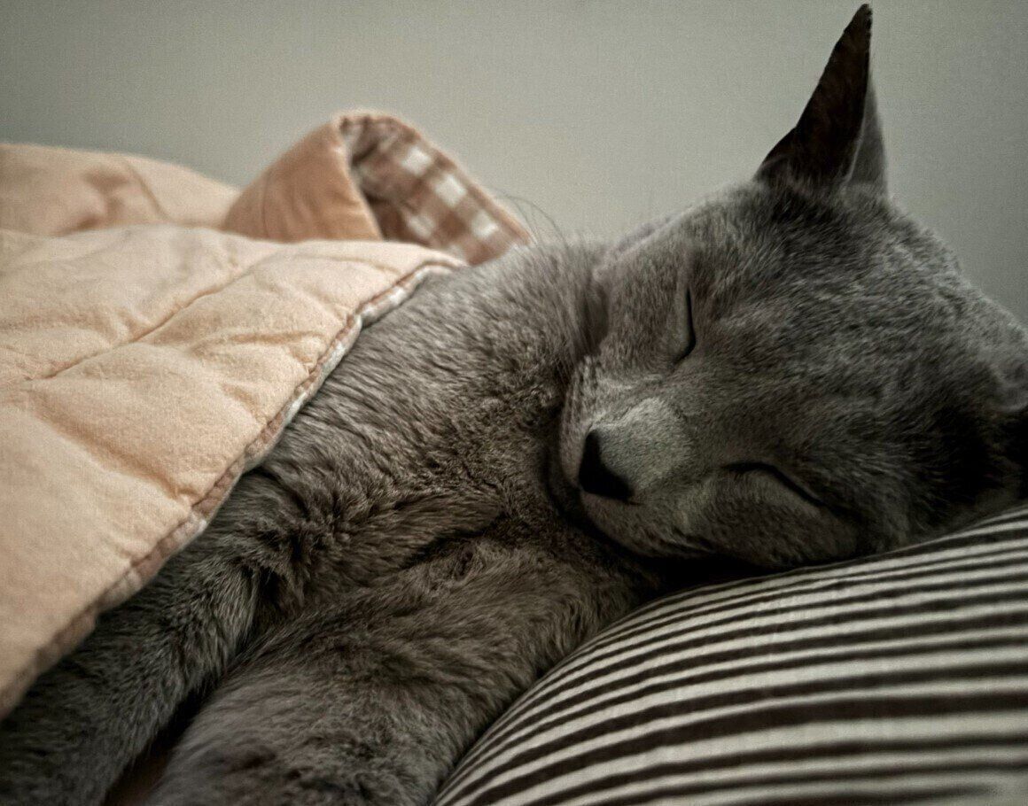 横向きで眠るロシアンブルー