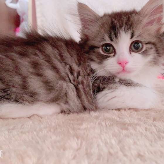 くつろぐマンチカン